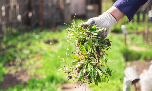 Erbacce in giardino: guida pratica per eliminarle
