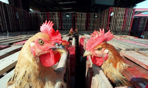 In Europa lepidemia di influenza aviaria 