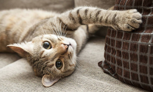 Come impedire ai gatti di farsi le unghie su divani e sofà