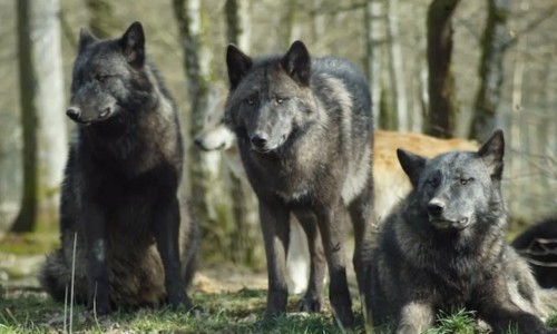 I lupi di Chernobyl hanno sviluppato delle mutazioni genetiche anti-cancro
