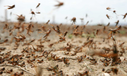 Invasione locuste, scatta l’allarme in Italia: a rischio questa regione