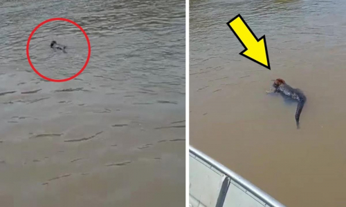 I pescatori individuano una rara creatura in mezzo al fiume: ecco cos’è